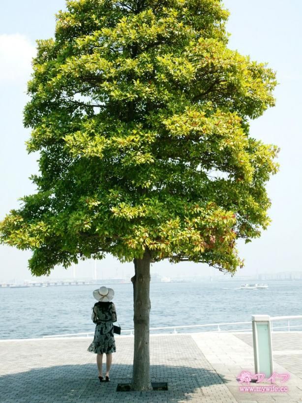 高宫真里奈中山かすみ海滨树下悠然午后漫步的静谧时光 Takamiya Marin