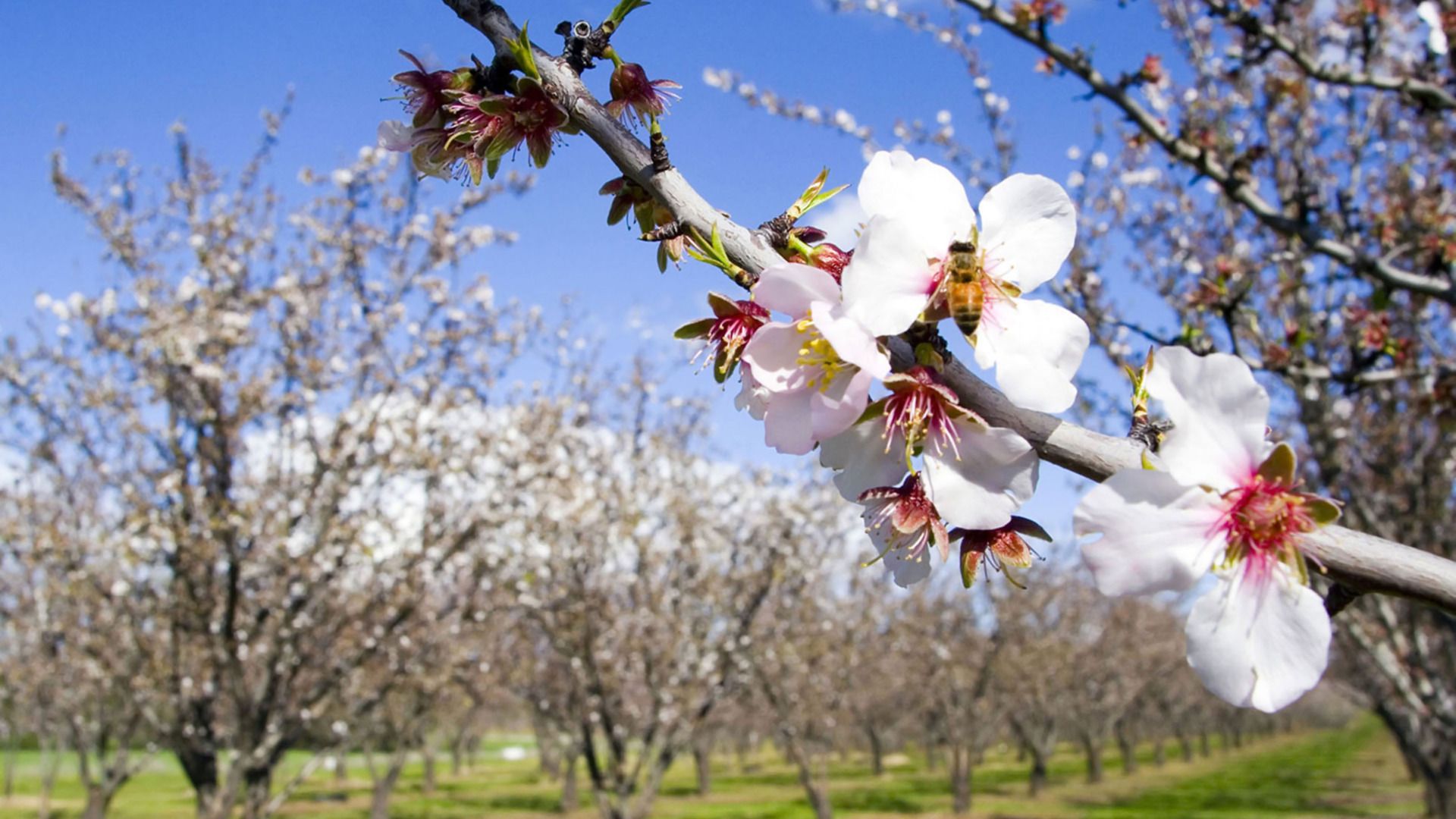 路边的野花不採白不採 The wild flowers on the roads