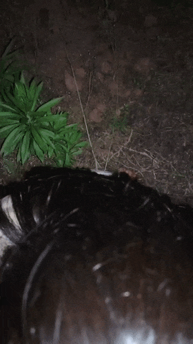 04年舞蹈学生妹，身材一流 2004 dance student girl wi