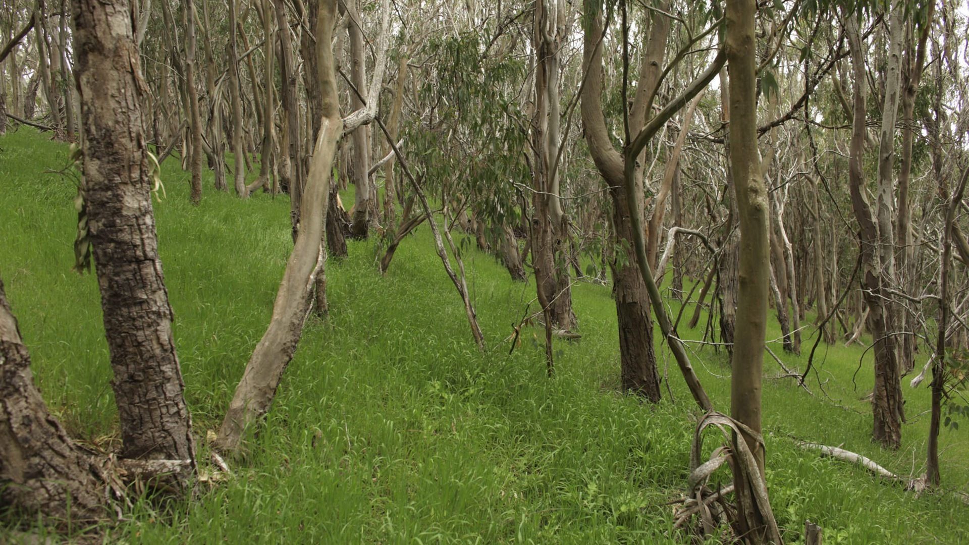 蜂腰放荡温柔一刀 A gentle knife with a slutty wa