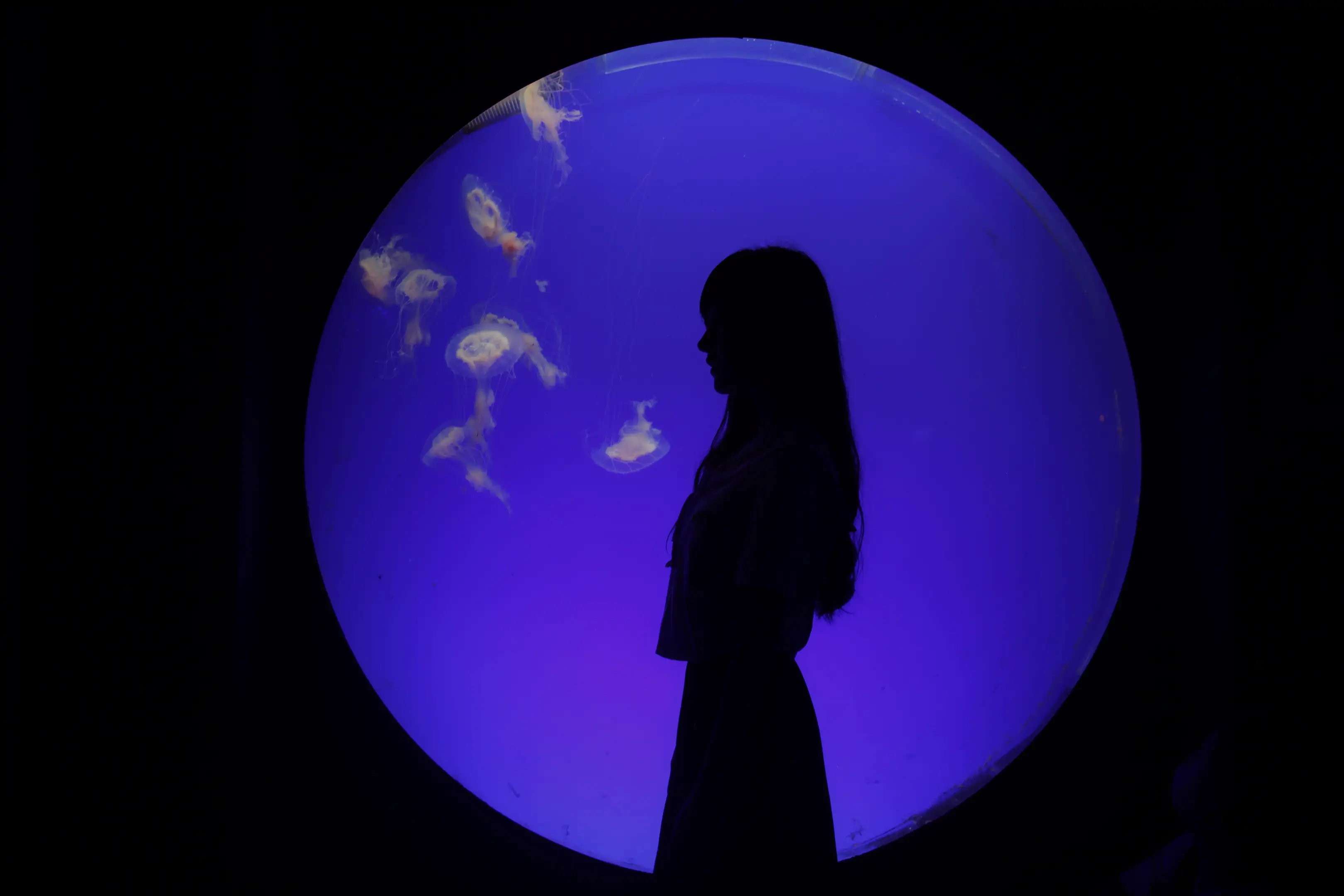 妹妹与柴犬 Sister and Shiba Inu